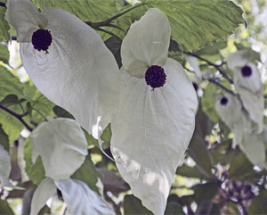 Taschentuchbaum